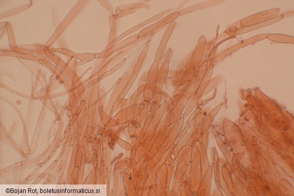 Cuphophyllus fornicatus