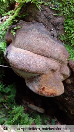 Phellinus chrysoloma