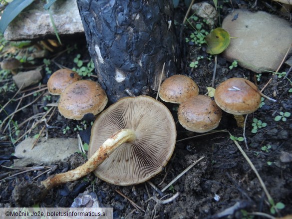 Pholiota brunnescens