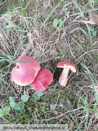 Rheubarbariboletus armeniacus