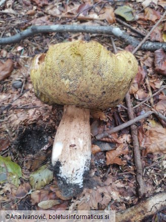 Boletus edulis