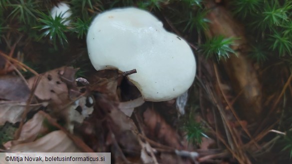 Suillus placidus