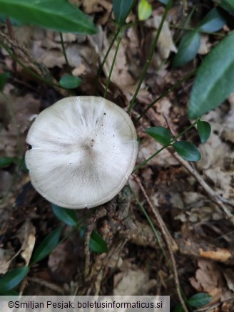 Megacollybia platyphylla