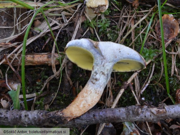 Gyrodon lividus