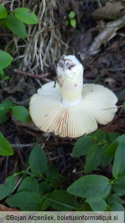 Russula aurea