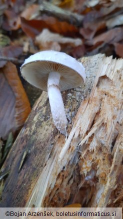 Pholiota lenta