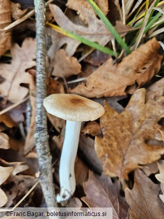 Hygrophorus arbustivus