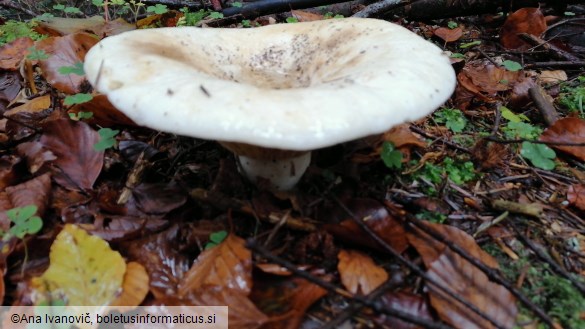 Lactarius vellereus