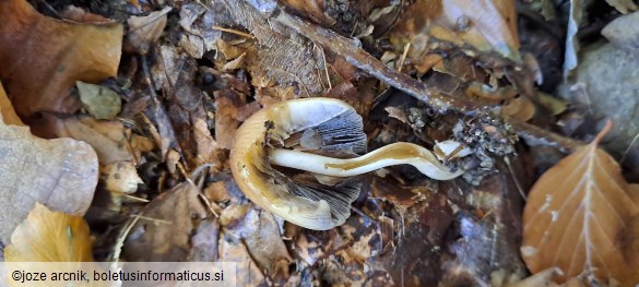 Coprinus rufopruinatus