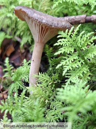 Rhizocybe pruinosa