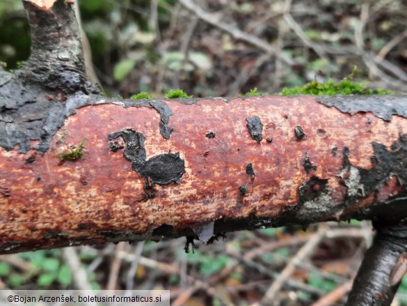 Infundibulicybe geotropa