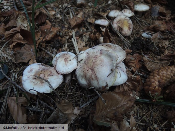 Hygrophorus purpurascens