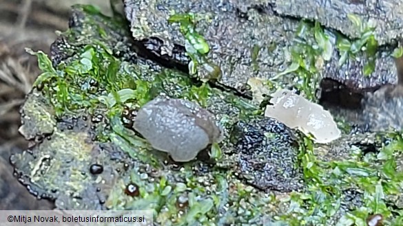 Tremella globispora