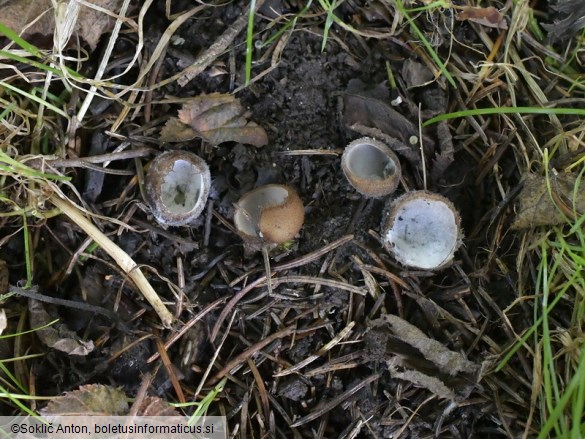 Hypomyces stephanomatis