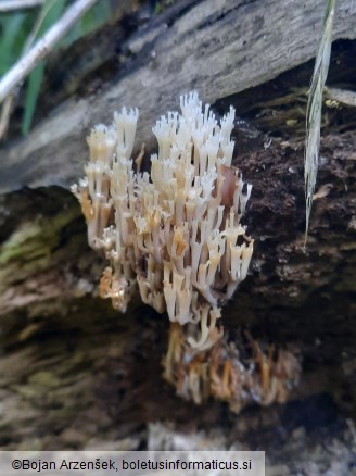 Artomyces pyxidatus