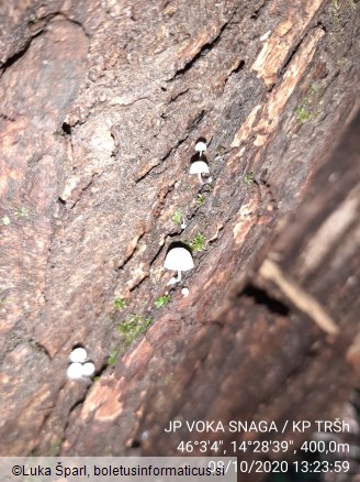 Mycena alba