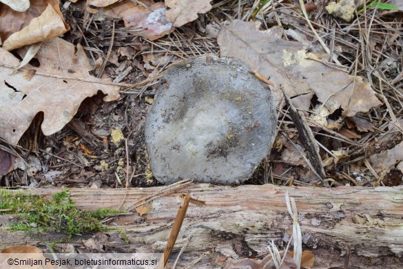 Hygrophorus marzuolus