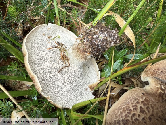Sarcodon imbricatus