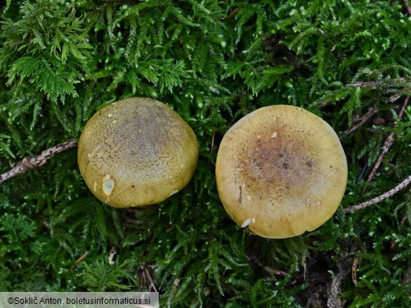 Tricholoma frondosae