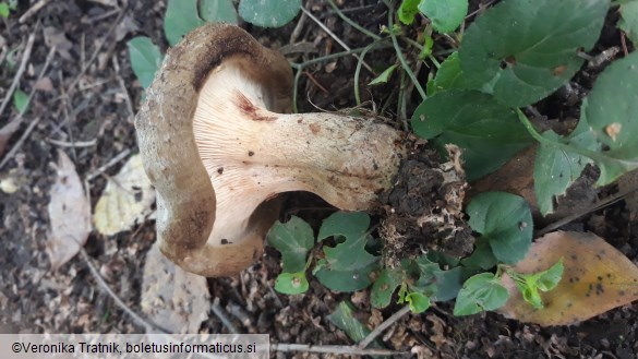 Paxillus involutus