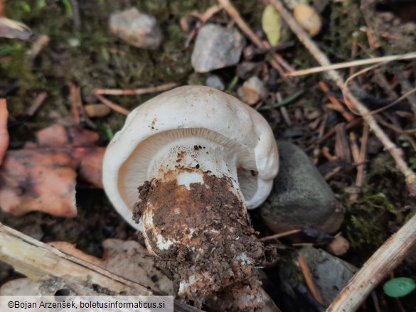 Calocybe gambosa