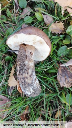 Leccinum scabrum