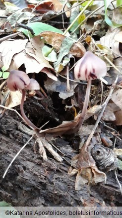 Mycena haematopus