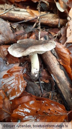 Tricholoma portentosum