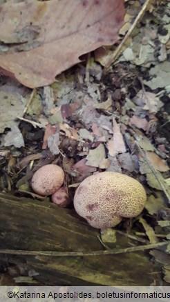 Scleroderma citrinum