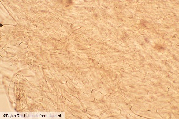 Lyophyllum fibrosipes