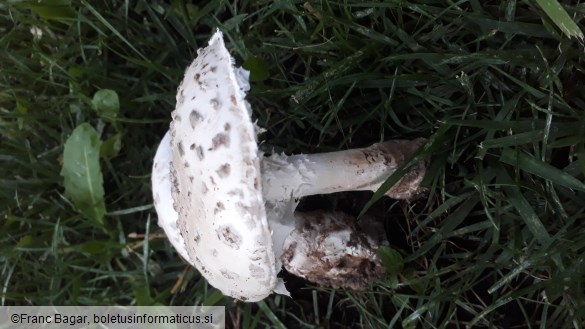 Amanita strobiliformis