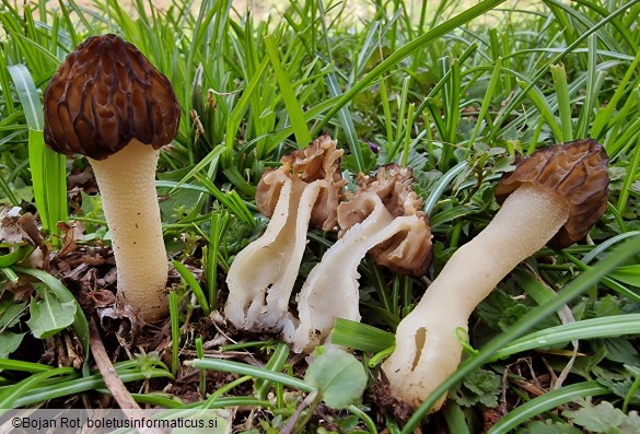 Morchella semilibera