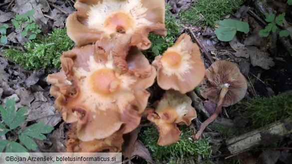 Kuehneromyces mutabilis