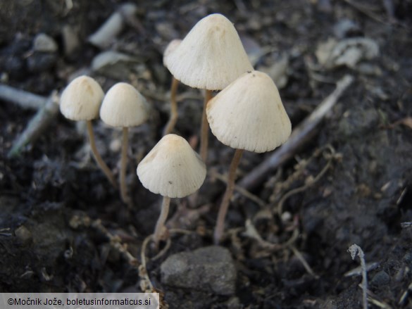 Conocybe pseudocrispa