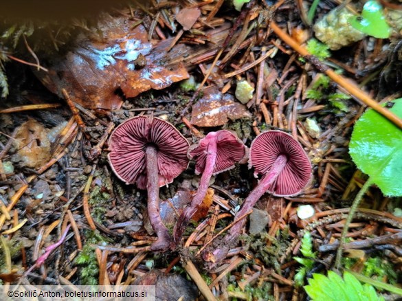 Melanophyllum haematospermum