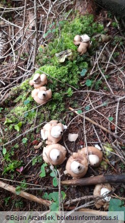 Geastrum sessile