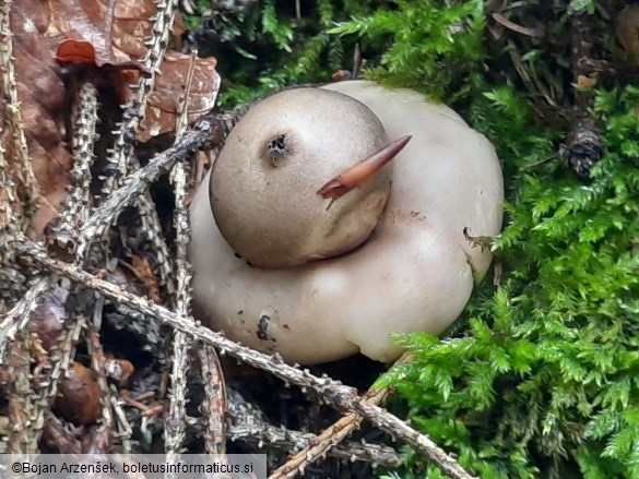 Geastrum fimbriatum