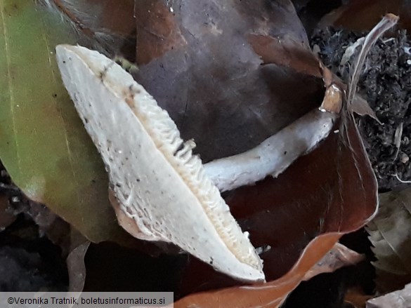 Lepiota cristata