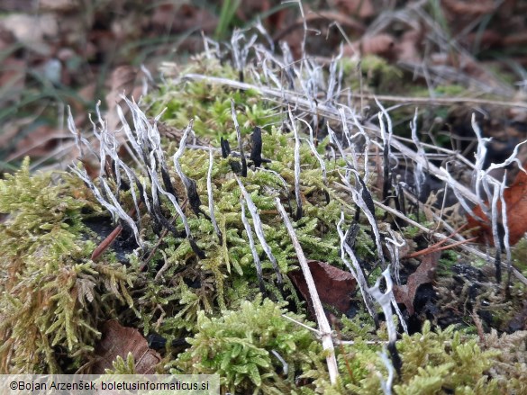 Xylaria hypoxylon