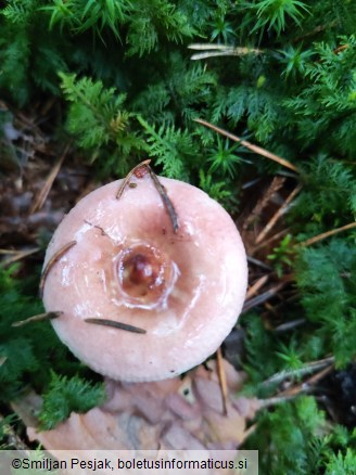 Russula amara