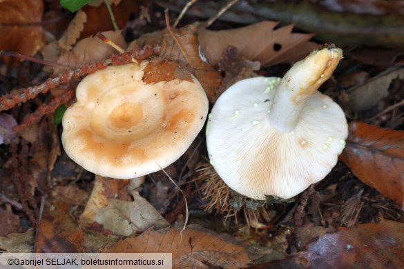 Lactarius chrysorrheus