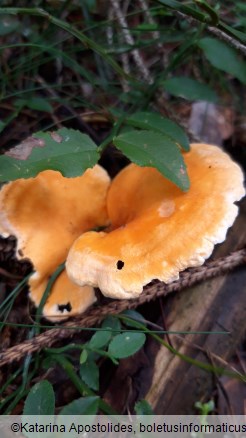 Hygrophoropsis aurantiaca