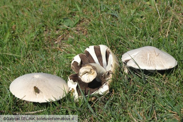 Agaricus arvensis
