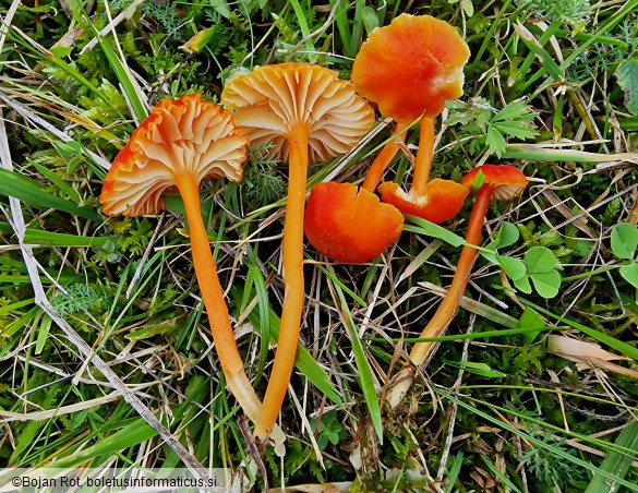 Hygrocybe cantharellus