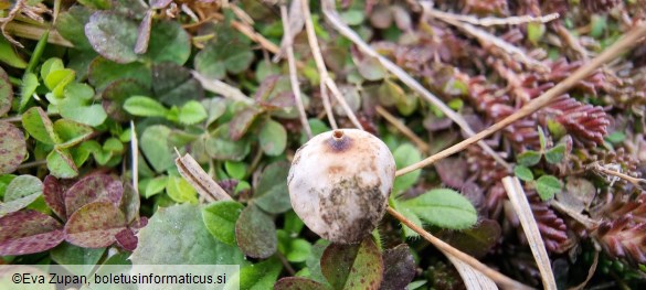 Tulostoma brumale
