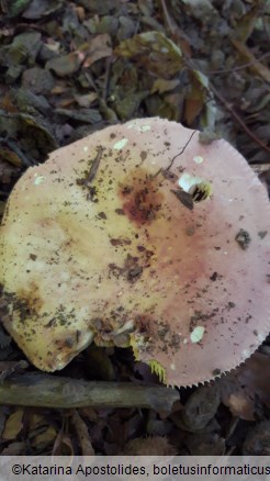 Russula romellii