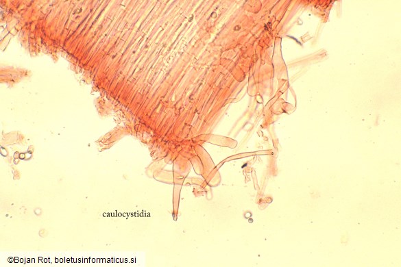 Melanoleuca friesii