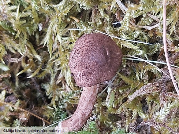 Inocybe lacera