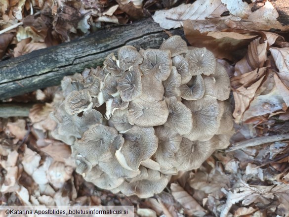 Polyporus umbellatus