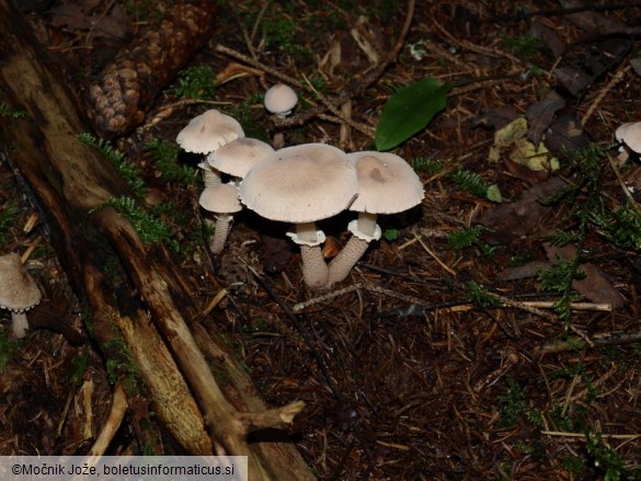 Cystoderma carcharias